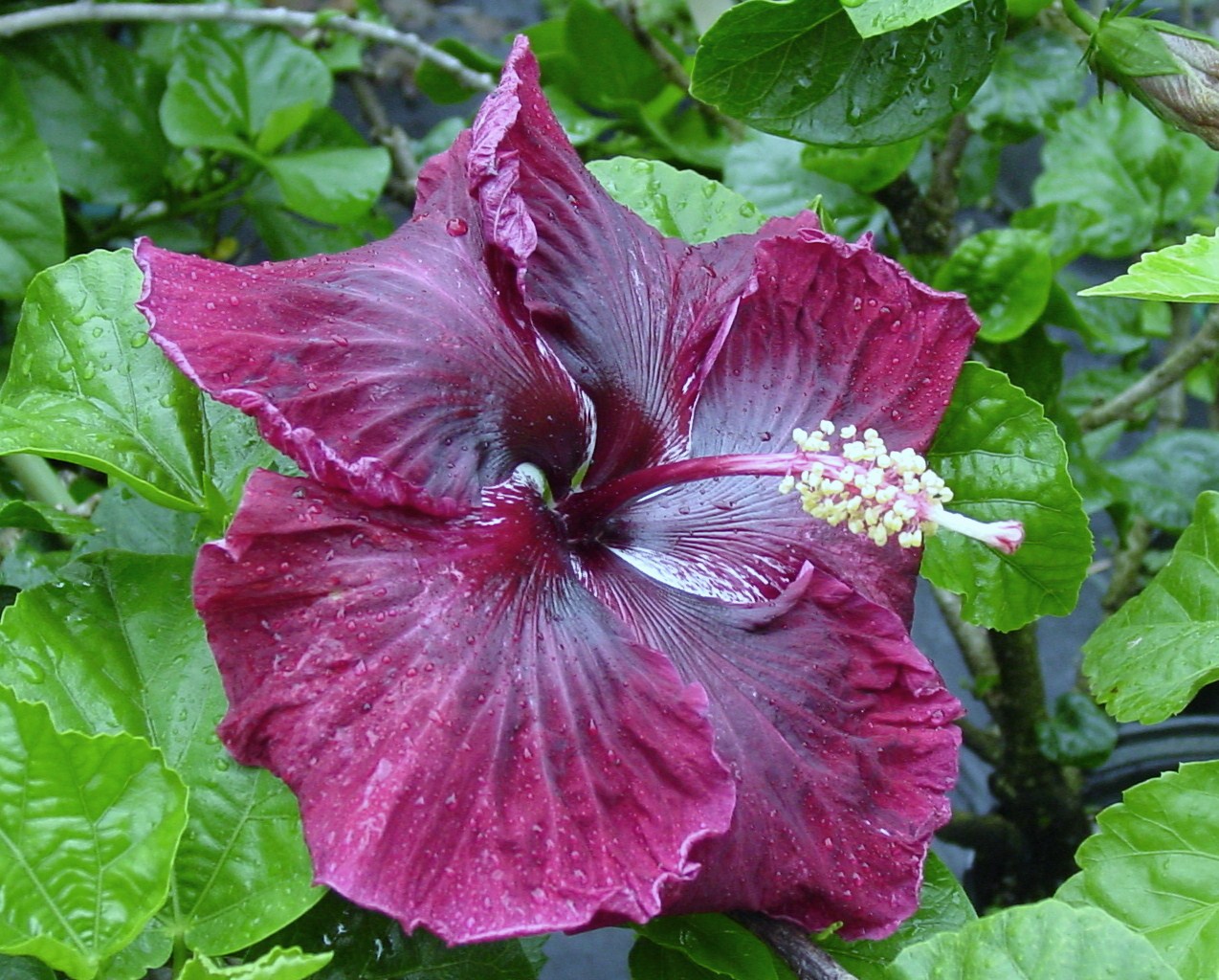Black hibiscus flowerBlack Dragon
